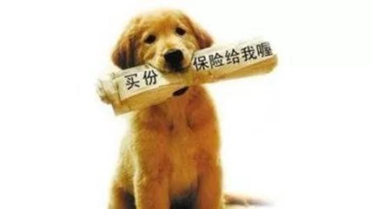 寵物保險怎么挑選？有寵物的你確定不了解一下？