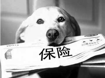 寵物保險怎么挑選？有寵物的你確定不了解一下？